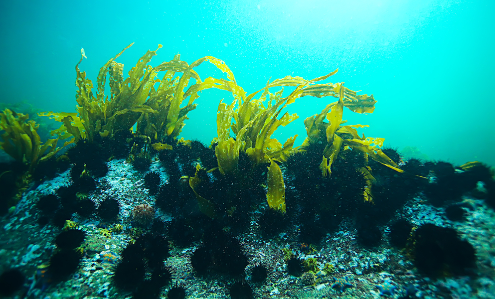 tảo xoắn