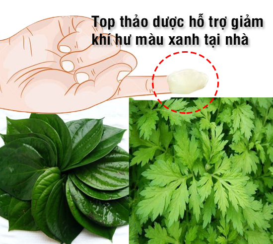 Top thảo dược chữa khí hư màu xanh